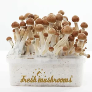 FreshMushrooms® grow kit B+